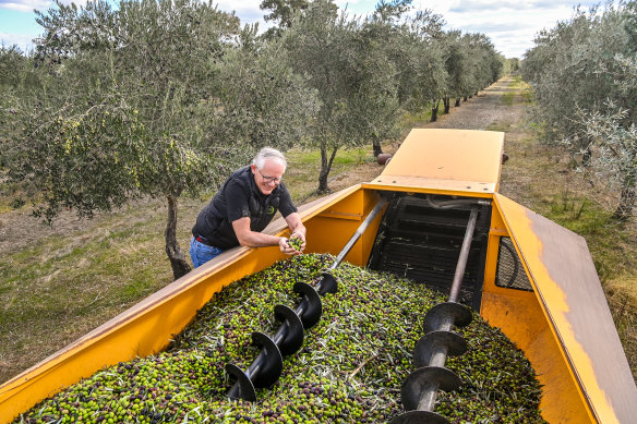 John Symington is an olive grower and exporter with respective  farms successful  Victoria’s Kialla East.