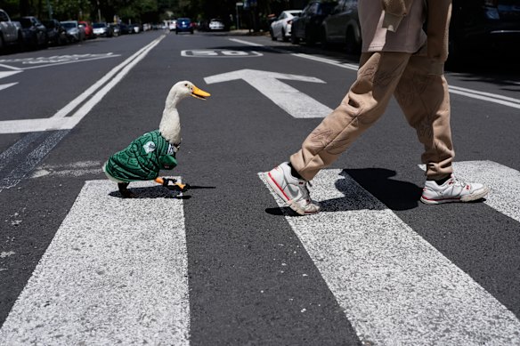 A duck named Merlin, dressed in a Mexico national soccer team jersey, follows his caretaker Cristian Gomez as they cross the street in Mexico City.