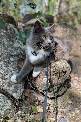 Socko explores Brisbane – including trails at Mount Coot-tha – on the shoulder of his companion or on a leash by her side.