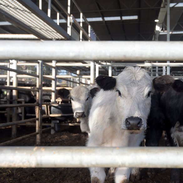 We want our own, thank you