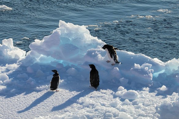 Moulting Adelie penguins on a small ice floe in Antarctica.