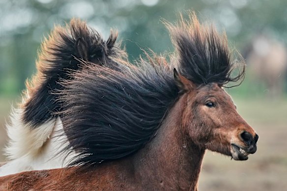 An Icelandic horse at a stud farm in Wehrheim, Germany.