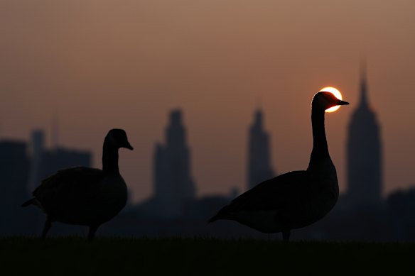 The sun rises behind geese at Pier A Park in Hoboken, New Jersey, as the sun rises behind the New York City skyline on the day of the World Cup final soccer match between Spain and Argentina to be played in East Rutherford, near New York.