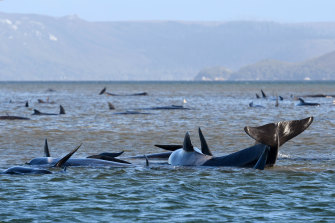 Os animais encalhados são considerados baleias-piloto, uma espécie que pode pesar até três toneladas.