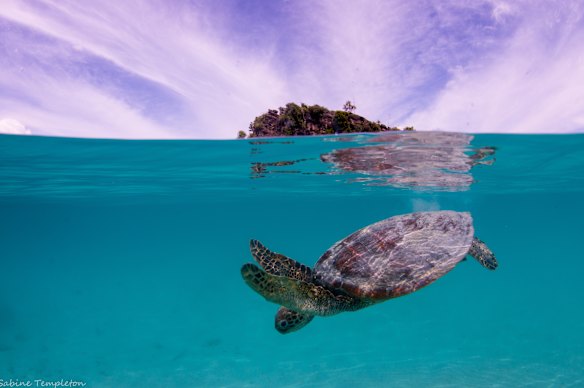 Underwater life near Misool Resort.