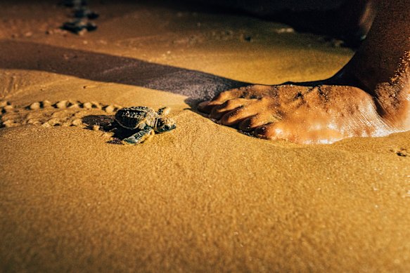Only one in 1000 hatchlings will survive to adulthood.