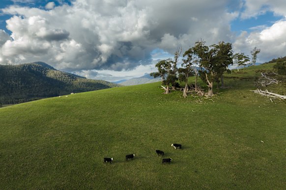 Farmland, Huon Valley.