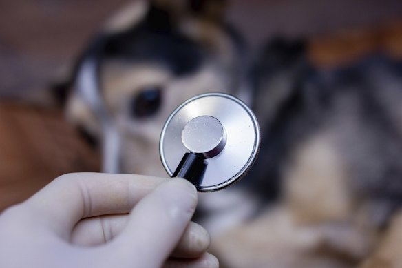 A Perth vet has had his registration cancelled following complaints from two pet owners.