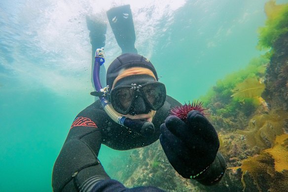 Dr Paul Carnell finds shortspined sea urchins at Williamstown beach.