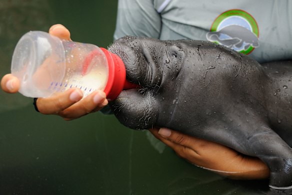 Trichechus inunguis orphan being bottle fed.