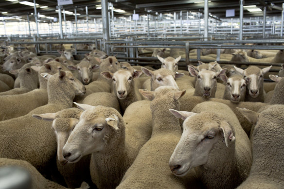 The government ban on live sheep exports by sea will come into force in 2028.
