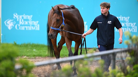 Hopewell Rock has come into Melbourne Cup calculations.