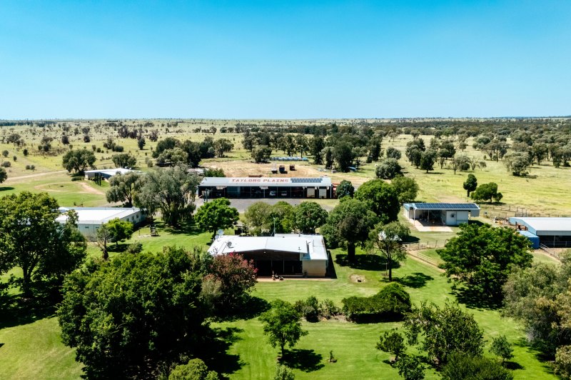 Taylors Plains can support a heard of 6500 cattle.
