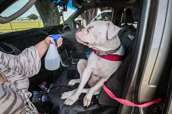 Beth Carbone cools off her dog Aruora at the community relief centre in Colac on Tuesday during the fires in Otways.