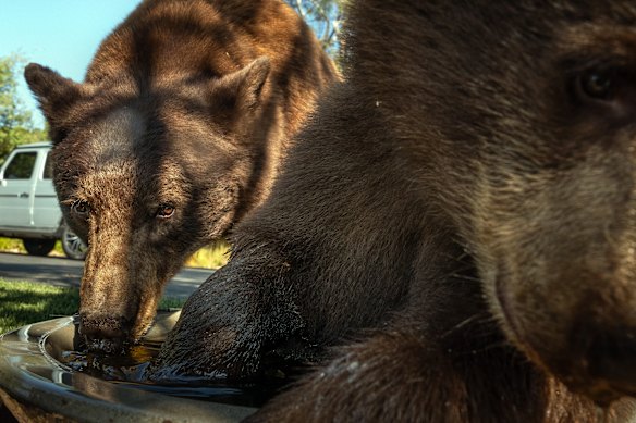 Despite being brown, these are, in fact, black bears.