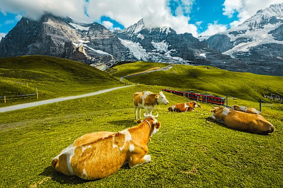 Swiss cows linger as a cogwheel mountain train passes their alpine pasture.
