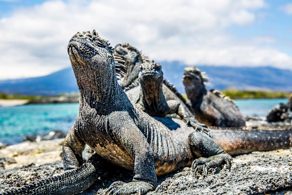 Darwin described the iguana as an “ugly animal” with a “singularly stupid appearance,” which seems a little harsh. 