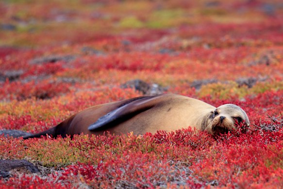 It is hard to do justice when writing about the Galapagos Islands. 