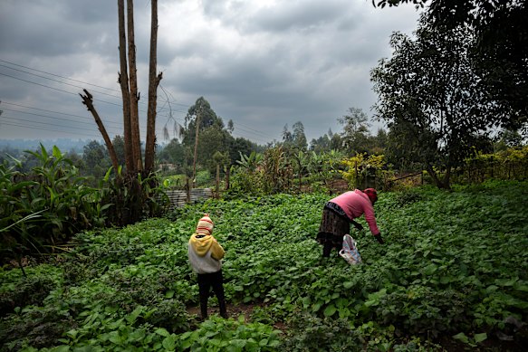 Pauline Muthoni Kariuki harvests greens from her backyard nar Nairobi, Kenya. Karoiuki says her Saudi employer and his friend raped her. Terrified of having a child in Saudi Arabia, she returned to her family’s home in Kenya and gave birth the day she arrived. She named her son George, but the local children call him Abdullah because of his light complexion.