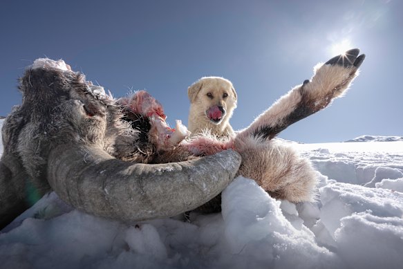 A dog eating a blue sheep that was killed the night before by a pack of wild dogs in Himachal Pradesh, a few kilometres outside Ladakh. Blue sheep are also a favourite prey of snow leopards.