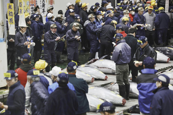 Prospective buyers check the tuna on display during the first auction of the year at Toyosu Market.