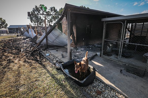 One of Michael Sudholz’s dogs cools off in a trough next to his burnt out home.