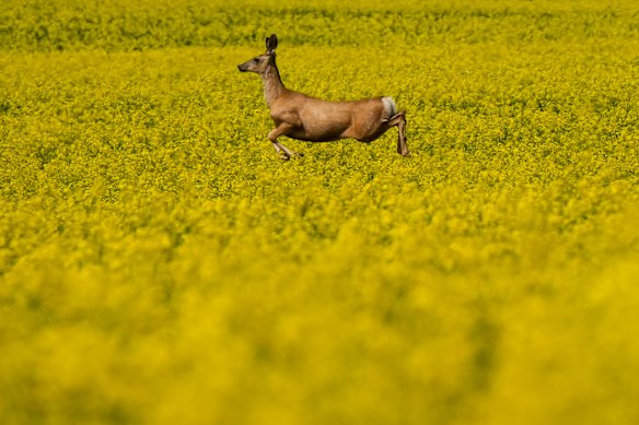 A deer leaps through a canola field in Fort St. John, British Columbia.