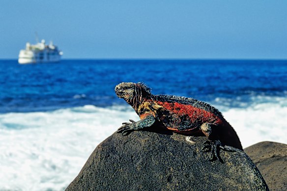 A marine iguana basks atop a rock in the wildlife-rich Galapagos Islands.