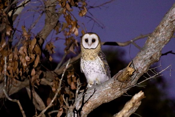 Night birds similar  the masked owl are dying aft  eating mice and rats that person  ingested anticoagulant rodenticides.