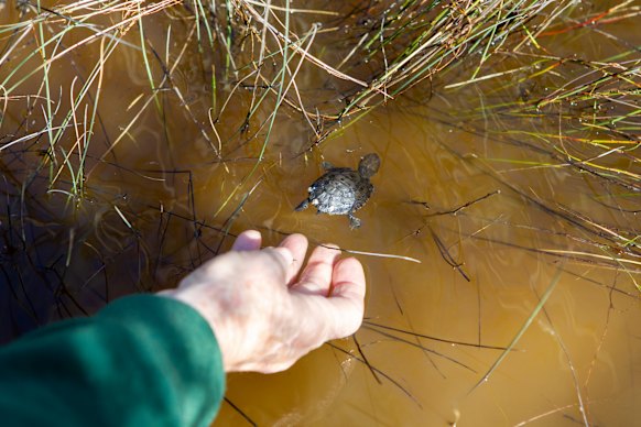 A tortoise being released after it was raised at the zoo. 