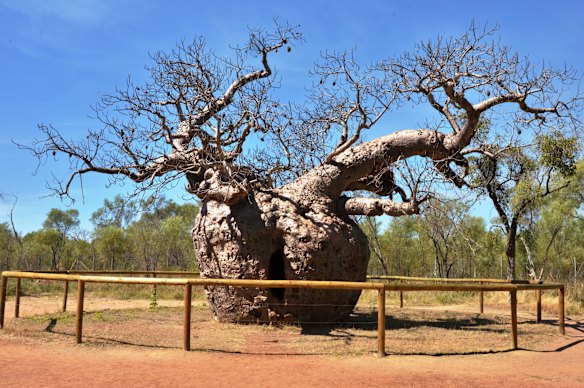 The  Kimberley’s infamous Boab Prison Tree is located south of the town of Derby, Western Australia.