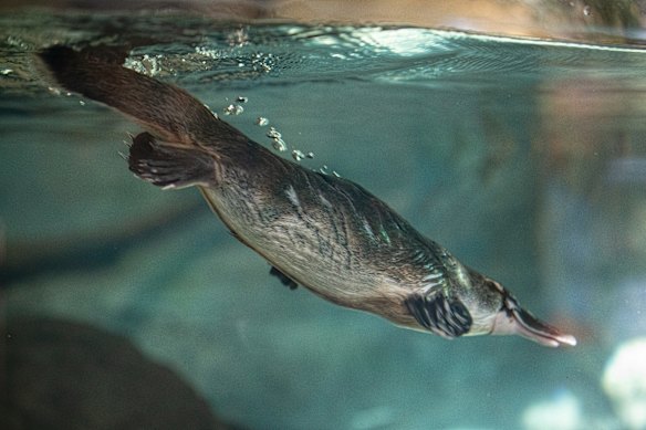 Taronga Zoo has built a large purpose-built platypus conservation centre in Dubbo for protecting the animals during droughts.