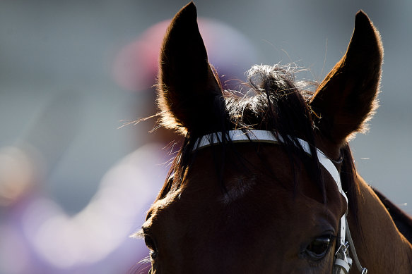 The $150,000 South East Country Championships (1400m) will be the highlight of the Nowra meeting.