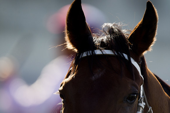 There are eight races on the card at Moruya on Tuesday.
