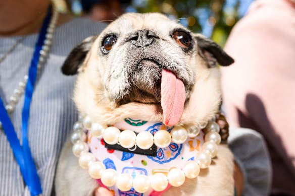 Jinny Lu the pug, prepares to compete in the World’s Ugliest Dog Contest at the Sonoma County Fair in Santa Rosa, California.