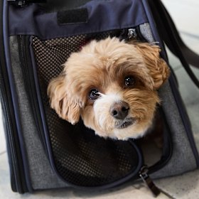 Your dog needs to weigh no more than seven kilograms and fit in a small carrier.