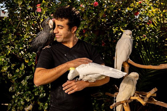David Kedward at home in Sylvania with his pet cockatoos. 
