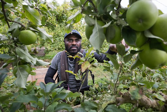 Kaltak Takau from the Soloman Islands picks fruit in Victoria’s Yarra Ranges under the seasonal Pacific worker scheme.