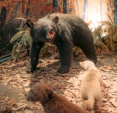A stuffed bear on display at the Matagi Museum in Kita-Akita.