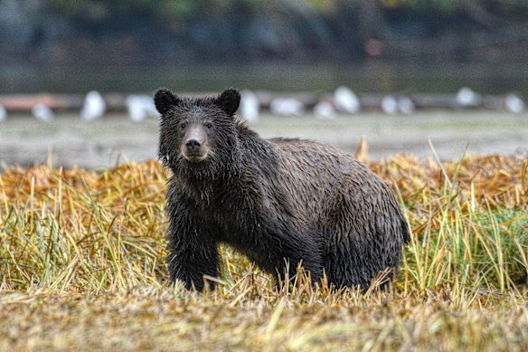 Students and teachers were walking along a trail when a grizzly bear burst out of the forest and attacked them.