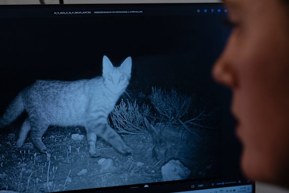 Anais Bond, field officer for the feral cat eradication program on Kangaroo Island, looks at an image of a feral cat captured by a 4G camera.