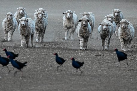 Sheep at a farm belonging to Benalla farmers, Stuart and Julie Green in the midst of a drought in May 2025.