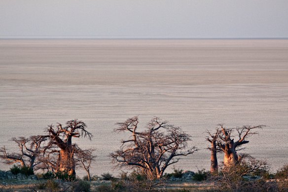 A group of distinctive Baobab trees next to a large salt pan, set in the Botswanan semi-desert.