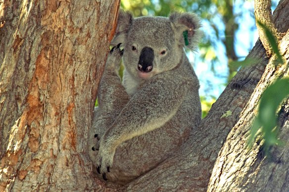 A koala at Springs Creek in the footprint of the new Georges River Koala National Park.