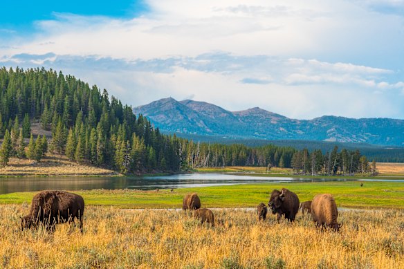Buffalos graze in the serene Hayden Valley of Wyoming’s Yellowstone National Park.