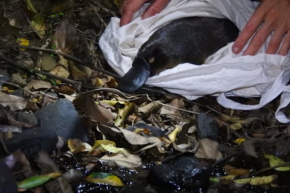 Wildlife Queensland has previously warned Brisbane’s native platypus population is at risk.