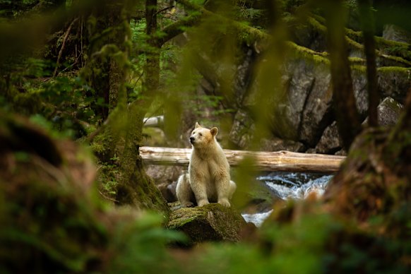 The elusive spirit bear in the Great Bear Rainforest near Spirit Bear Lodge.