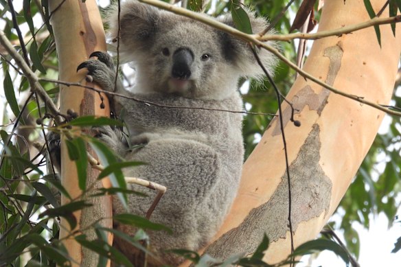 A koala at Smiths Creek in Leumeah near the new Georges River Koala National Park earlier in 2025.