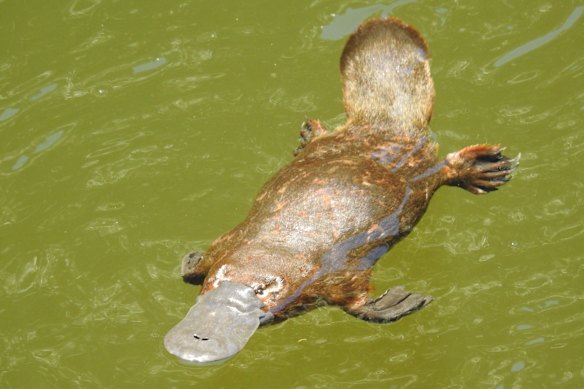 The mighty platypus, symbol of our nation