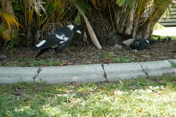 A healthy bird inspects another who is unable to fly.
